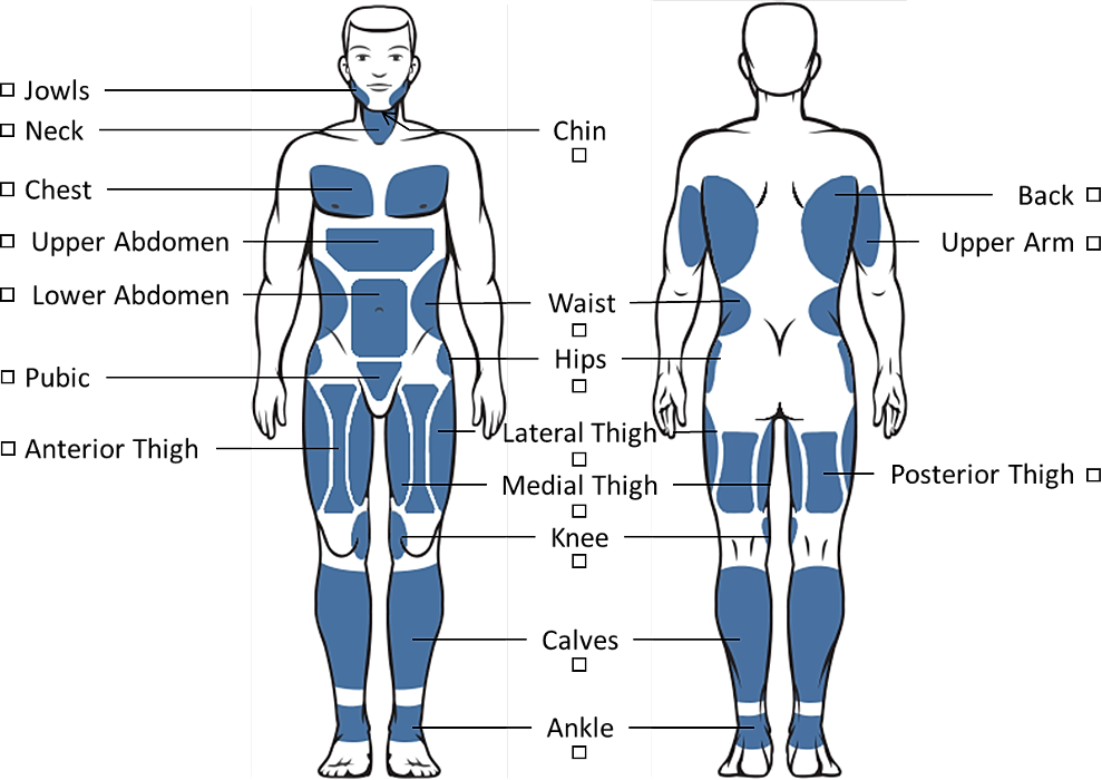 Human body diagram with labeled muscle groups